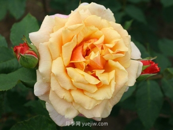 卡梅爾月季介紹和優(yōu)缺點(diǎn)