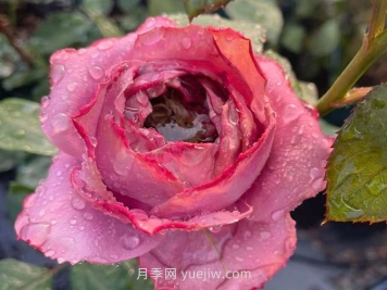 藍瓷花瓶月季介紹和優(yōu)缺點(diǎn)