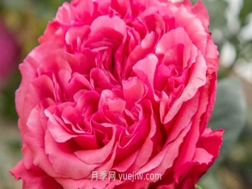 玫昂胭脂月季介紹和優(yōu)缺點(diǎn)