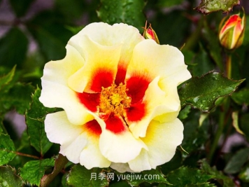  奶油巴比倫眼睛月季介紹和優(yōu)缺點(diǎn)