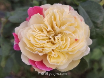 推薦88個(gè)最美月季品種，讓花友美到心醉，陶醉其中
