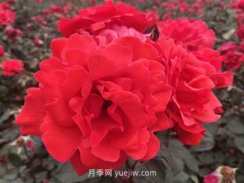 北方園林綠化帶常見(jiàn)的月季花