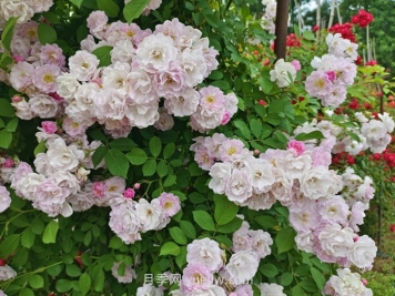 薔薇花什么時(shí)候開(kāi)花，花期有多久？