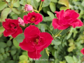薔薇花是春天開(kāi)花還是夏天開(kāi)花？