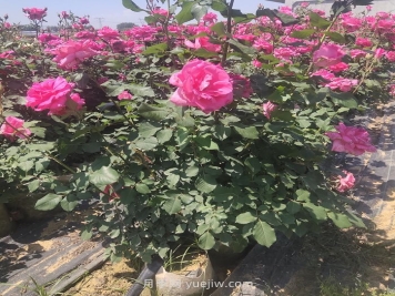 夏季月季修剪不當為什么會(huì )死？