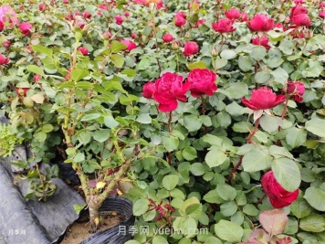 內蒙古區域可以種植月季嗎？