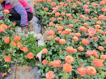 內蒙古適合種植月季嗎？