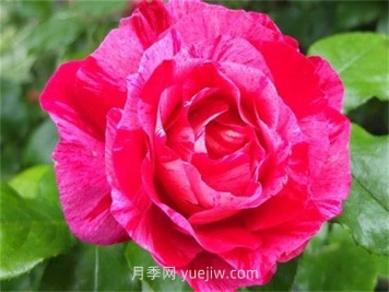 瓦薩加明月季介紹和優(yōu)缺點(diǎn)