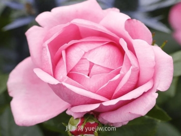 德西里渴望月季介紹和優(yōu)缺點(diǎn)