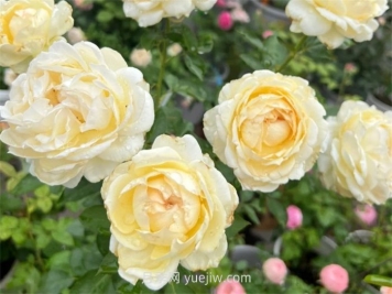 象牙伊芙伯爵月季介紹和優(yōu)缺點(diǎn)