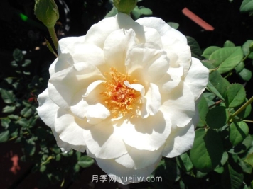 象牙時(shí)尚月季介紹和優(yōu)缺點(diǎn)