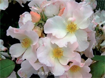 莎莉福爾摩斯月季介紹和優(yōu)缺點(diǎn)