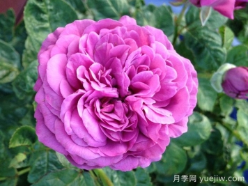 梅子色完美月季介紹和優(yōu)缺點(diǎn)
