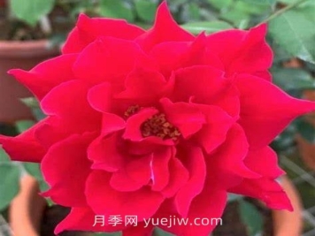 阿爾辛娜月季介紹和優(yōu)缺點(diǎn)