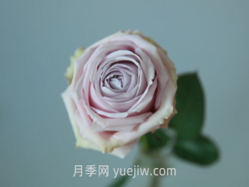 云裳月季介紹和優(yōu)缺點(diǎn)