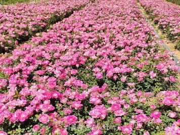 北方綠化帶常見(jiàn)植物及名稱(chēng)