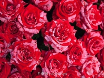 21朵玫瑰花的花語(yǔ)是什么？