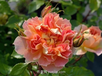 南瓜燈籠月季介紹和優(yōu)缺點(diǎn)