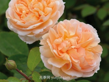 園丁夫人月季介紹和優(yōu)缺點(diǎn)