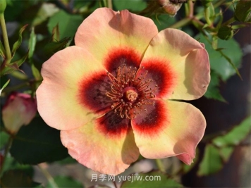 別致巴比倫眼睛月季介紹和優(yōu)缺點(diǎn)