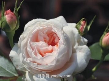 薩布麗娜月季介紹和優(yōu)缺點(diǎn)