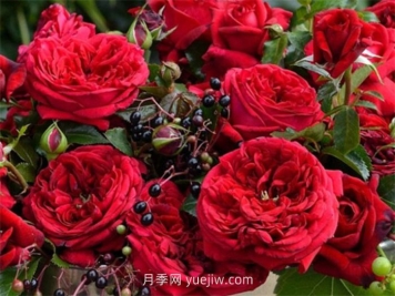 玫瑰國度的天使月季介紹和優(yōu)缺點(diǎn)