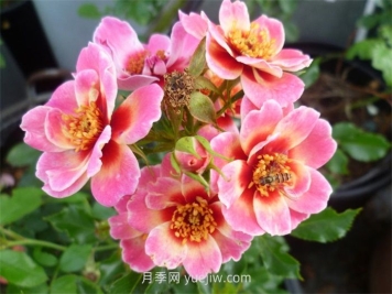 女王巴比倫之眼月季介紹和優(yōu)缺點(diǎn)