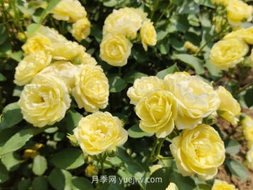 月季花的習性，要求什么樣的種植環(huán)境？