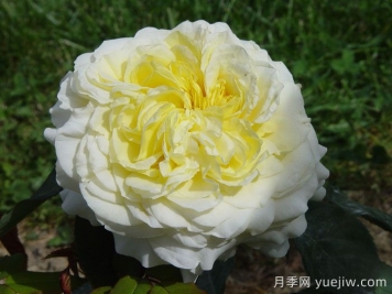 快拳月季介紹和優(yōu)缺點(diǎn)
