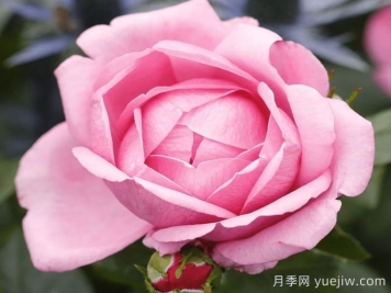 渴望月季/德西里月季