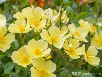 姍姍而來(lái)月季/溫柔的托特琳月季