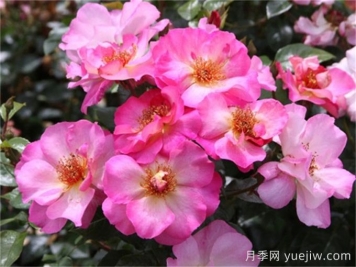 碧璽電氣石月季介紹和優(yōu)缺點(diǎn)