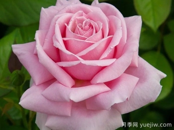 費德里克米斯塔爾月季介紹和優(yōu)缺點(diǎn)