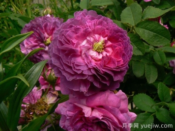 克雷西美人月季介紹和優(yōu)缺點(diǎn)