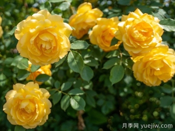 傾慕月季介紹和優(yōu)缺點(diǎn)
