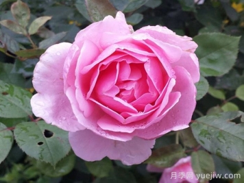 卡德法爾兄弟月季介紹和優(yōu)缺點(diǎn)
