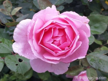 卡德法爾兄弟月季/凱蒂兄弟/卡德法爾修士