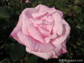 桃香月季介紹和優(yōu)缺點(diǎn)