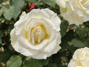 坦尼克月季介紹和優(yōu)缺點(diǎn)