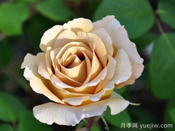 奶油糖果月季介紹和優(yōu)缺點(diǎn)