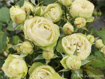 奶油龍沙寶石月季的花期有多長(cháng)？