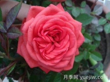 伊芙風(fēng)情月季介紹和優(yōu)缺點(diǎn)