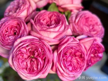伊芙妖艷月季介紹和優(yōu)缺點(diǎn)