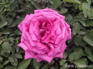 月季，市花之最，東西方的混血美人