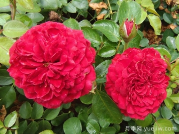    推薦30種漂亮的灌木月季花，花大味香好養