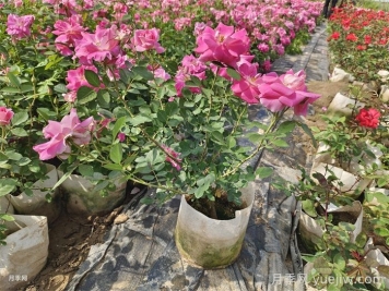 如何在夏季提升月季苗栽植成活率？