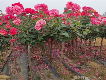 影響樹(shù)狀月季嫁接生活率的五大因素，你了解幾個(gè)？