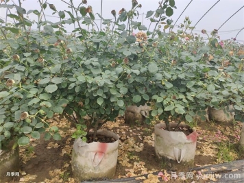 老齡月季更新如何修剪和保護芽？