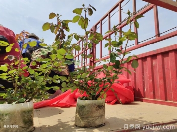 盆栽月季花朵為什么越開(kāi)越??？防治辦法有5點(diǎn)