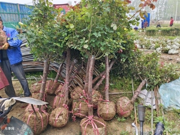 夏天連續陰雨天，月季如何養護？